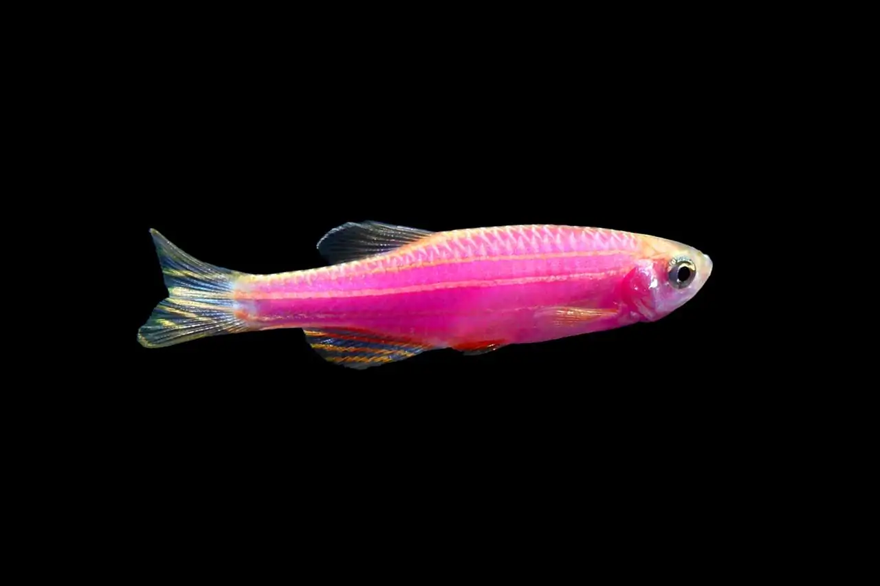 GloFish, Galactic Purple Danio